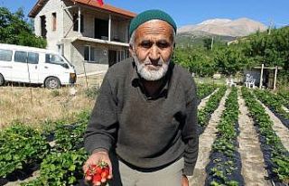 (ÖZEL) Bu bahçede toplamak ve yemek ücretsiz