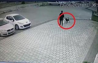 (Özel) Bursa’da pitbull dehşeti, o anlar kamerada