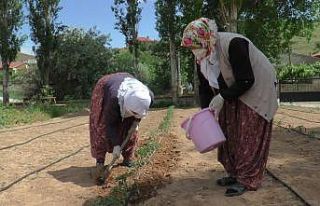(ÖZEL) Çiftçi kadınlar yeni projeleri ile pandemide...