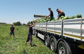 (Özel) Dev karpuzlarla idman yapıp dünya şampiyonasına...
