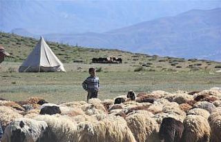 (Özel) Devlet desteğiyle koyun varlığı artıyor