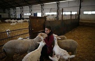 (Özel) Elinde doğan koyun adını seslenince geliyor
