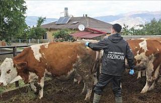 (Özel) Erzincan’da hayvanlar kenelere karşı ilaçlanıyor