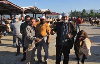 (ÖZEL) Erzincan’da kurban hareketliliği başladı