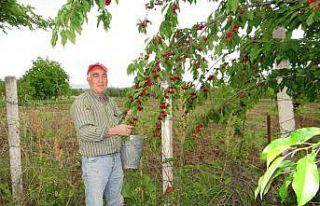 (ÖZEL) Gölpazarı kirazında kalite üreticinin...