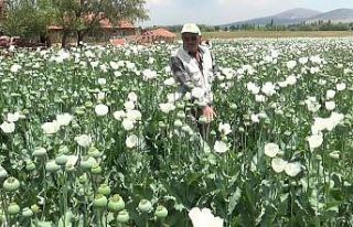 (ÖZEL) Haşhaş tarlaları beyaza büründü