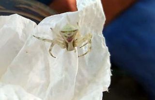 (Özel) İnsan yüzlü örümcek görenleri hayrete...