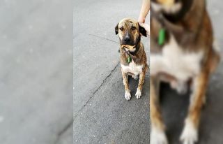 (Özel) Köpeğe çarptı umursamadan kaçtı