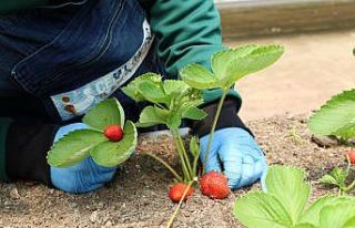 Özel öğrencilere tarımsal rehabilitasyon desteği