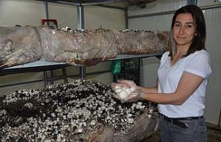 Özel sektörü bırakıp tesis kurdu: Siparişlere...