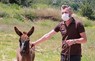 (ÖZEL) Tedavisi tamamlanan ’Kadife’ yeni sahibini...