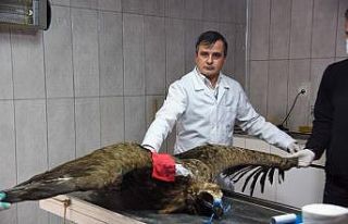 (ÖZEL) Türkiye’de sadece onlarcası kaldı