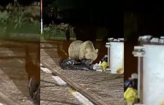 (ÖZEL) Uludağ’da aç kalan ayı yerleşim yerine...