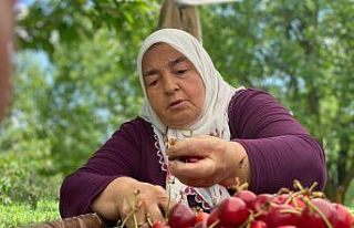 (ÖZEL) Ünlü Sultandağı kirazını bu yıl zamansız...