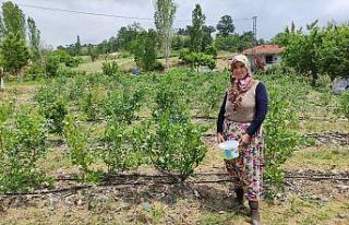 (Özel) Üreticinin yüzü güldü kilosunu 100 liradan...