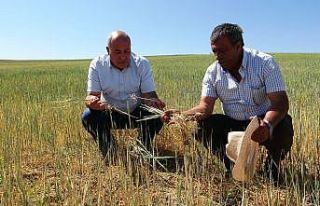 (Özel) Van’da kuraklık çiftçileri vurdu