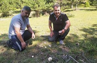 (ÖZEL) Yağışlar mantara bereket, sofralara lezzet...
