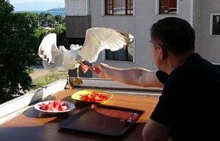 (Özel) Yemeklerini martılarla beraber balkonunda...