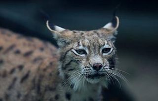 (Özel) Yeni normalleşmeyle birlikte Bursa Hayvanat...