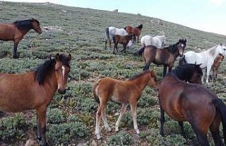 (ÖZEL) Yılkı atları tüm güzellikleriyle drone...