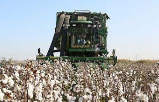 Pamuk primleri için tarih belli oldu