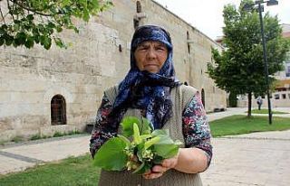 Parklardaki ıhlamur ağaçları şifa dağıtıyor