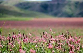 Pembe ve yeşilin buluştuğu çiçek tarlası hayranlık...