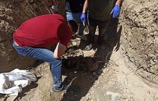 PKK içinde infazlar sürüyor