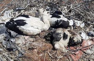 Plastik ipler, yavru leylekleri tehdit ediyor