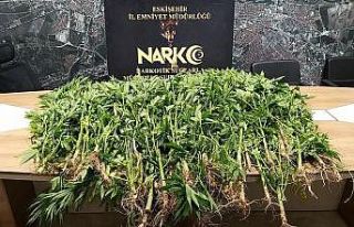 Polis 58 kök kenevir ele geçirdi