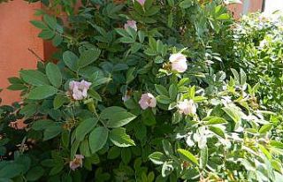 Posof’ta yağmur sevinci