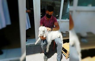 Sahibinden ayrılmayan yavru keçi görenlerin yüreğini...