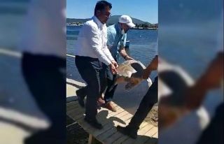 Sahile vuran yaralı caretta caretta tedavi altına...