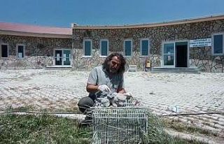 Şahin yavruları emin ellerde