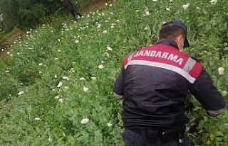 Sakarya’da yasadışı ekilen 6 bin 785 kök haşhaş...
