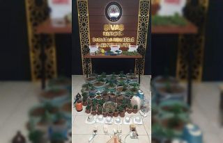 Saksıda kenevir dikkatten kaçmadı