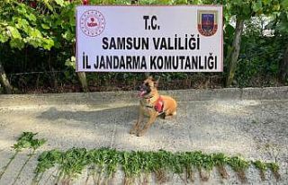 Samsun’da 326 kök kenevir bitkisi ele geçirildi