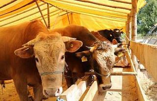 Samsun’da kurbanlık fiyatları belli oldu