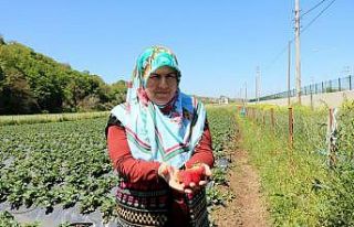 Samsun’da tarıma kadın damgası: ÇKS’ye kayıtlı...