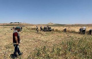 Şanlıurfa’da doğal antibiyotik hasadı başladı