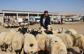 Şanlıurfa’da kurbanlıklar görücüye çıktı