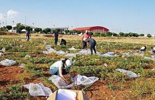 Şanlıurfa’da nohutun gen bankası oluşturuldu