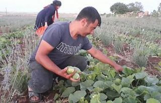 Şanlıurfa’da şelengo hasadı başladı