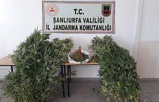 Şanlıurfa’da uyuşturucu operasyonunda 2 tutuklama