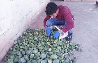 Şanlıurfa’da yetiştirilen Şelengo tescillendi