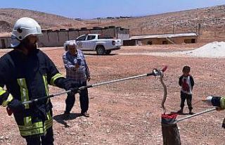 Şanlıurfa’da zehirli yılanlar görülmeye devam...