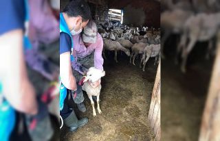 Şaphane’de küçükbaş hayvanlara veba aşısı