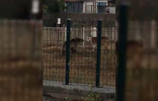 Sarıkamış’ta ayı keçilere böyle saldırdı