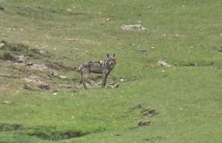 Sarıkamış’ta kurt yola indi