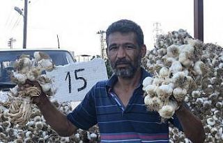 Sarımsakta üretim arttı fiyat düştü